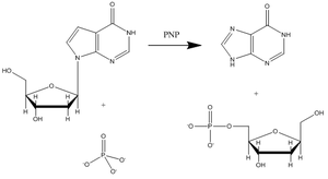 嘌呤核苷磷酸化酶与肌苷底物的反应